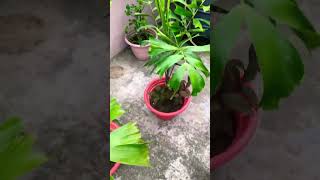 Foxtailindoorplants plzsubscribemychannel gardenplants fyp GardeningAasaanHai [upl. by Oicapot418]