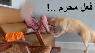 لهذا الامر حرام في الاسلام تربية الكلاب و اقتناؤها  كما اخبر رسول الله ﷺ [upl. by Stephanie]