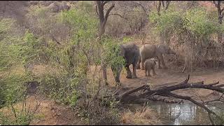 Playful Babies Elephants Kwa Maritane Lodge [upl. by Tirma126]