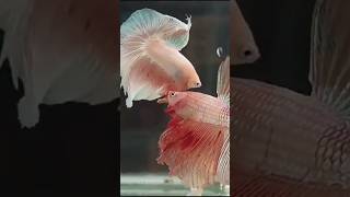 Betta fish shorts aquariamfish [upl. by Geiger967]