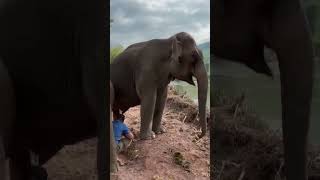 Friendly elephants❤️❤️❤️ wildlife wildlife wildanimals [upl. by Acirej526]