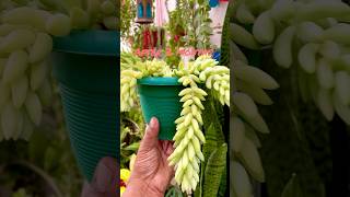 Burros tail plant propagationshortsviral propogation [upl. by Seerdi69]