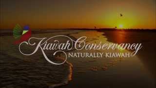 The Kiawah Conservancys 2015 Loggerhead Sea Turtle Documentary [upl. by Hras714]