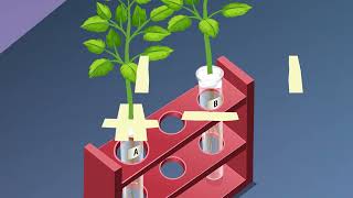 STUDY OF PHOTOTROPISM AND GEOTROPISM IN PLANTS [upl. by Lamoree3]