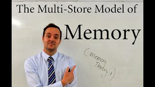 GCSE OCR Psychology  Memory Theory 1 The Multistore Model [upl. by Anirt379]