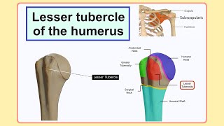 lesser tubercle of the humerus [upl. by Vidal]