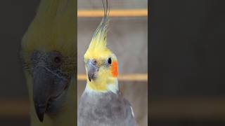 Little parrot singing and dancing parrot birds cute cockatiel pet cockatielcraze [upl. by Saile]