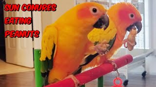 Sun Conures Eating Peanuts parrot birds birdslover talkingparrot sunconurebirds parrotvlog [upl. by Strage]