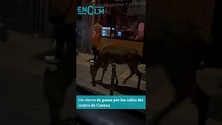 Un ciervo se pasea por las calles de Cuenca por la noche [upl. by Adriell465]