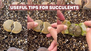 Useful Tips for Your Succulents  Part 16  多肉植物  다육이들  Suculentas [upl. by Adhamh]