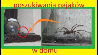 53 Poszukiwania pająków w domu [upl. by Juliana]