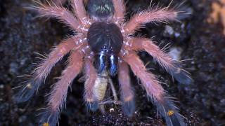 Ephebopus cyanognathus Makro macro  Blauzahnvogelspinne Blue Fang Tarantula [upl. by Madriene]