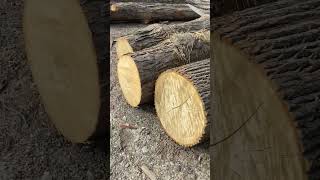 White Oak veneer logs hardwood [upl. by Einnalem438]