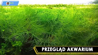 Przegląd Akwarium 15L [upl. by Ambrosius]