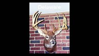 Biggest whitetail from every state bigdeer deer outdoors hunting [upl. by Asenav]