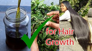 How to Make Bhringraj Oil at Home  Hair Growth Indian Secret  Get Long and Thick Hair [upl. by Arihsan]