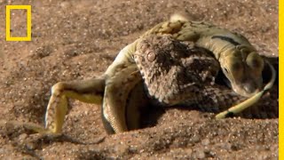 Impressionnante attaque dune vipère des sables [upl. by Kamat335]