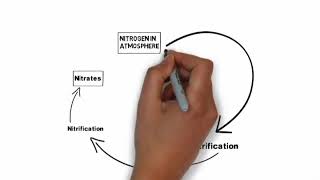 Nitrogen Cycle Explained [upl. by Nosidam]