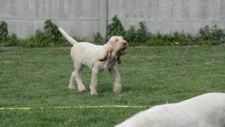 Spinone italiano  4 moths old puppies with German pointer [upl. by Auqemahs725]