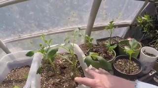 GROWING NEW DAHLIAS FROM CUTTINGS [upl. by Notluf]