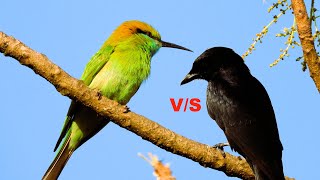 The green beeeater and black drongo  Beeeater vs Black drongo [upl. by Aicilehp99]