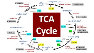 TCA Cycle  Crebs Cycle  Citric Acid Cycle  Biochemistry Basics [upl. by Henrieta]