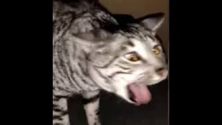 Cats Who Gag A Compilation [upl. by Jumbala]