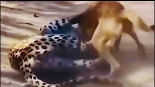 dog Wants to fight with Ranthambore tiger  tiger vs dog लियोपार्ड 🐅और डोग 🐕रणथंभोर [upl. by Fernandina]