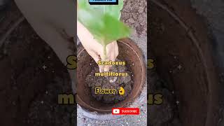 Only Decoration plant ☘️26 Scadoxus multiflorus plantsShortstrending viral yt studio [upl. by Gagliano]