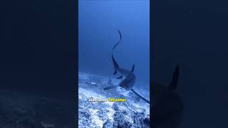 Thresher Shark  Apex Tail Fury [upl. by Solotsopa]