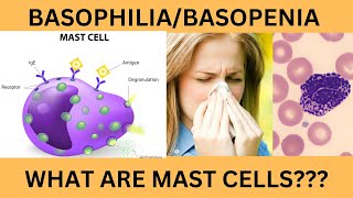 BASOPHILS NORMAL RANGE FUNCTIONSINCREASED BASOPHIL COUNT BASOPHILIABASOPENIAMAST CELLS [upl. by Lamprey525]