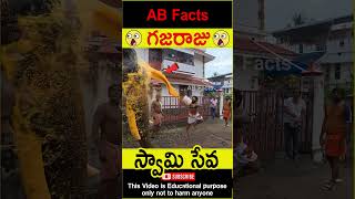 🐘గజరాజు🐘 Elephant going to temple telugufacts animals god facts shorts youtubeshorts abfacts [upl. by Ailemrac]