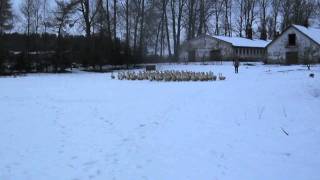 sheltie herding geese [upl. by Saito910]