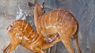 Sitatunga Tragelaphus spekii or Marshbuck Antelope [upl. by Hesoj]