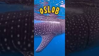 Whale Sharks watching in Oslob Philippines ☺️ philippines oslob whalesharks shorts reels [upl. by Uon]