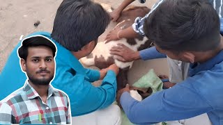 Kese Hota Hai Bakri Ka इलाज 🤔 Lucky Jailiya Vlogs [upl. by Brennan274]