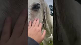 Just a girl and her horse ❤️❤️ horse equestrian love horseriding horsey horselover horseenthu [upl. by Jaquenetta180]