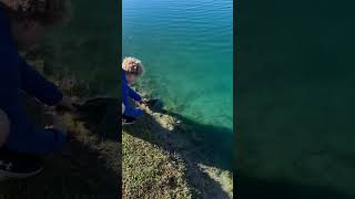 Quality fish release fish bassfishing bass [upl. by Paige]