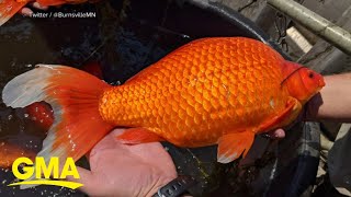 Officials ask families not to throw pet goldfish in natural waterways l GMA [upl. by Durkin]