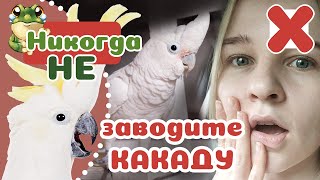 5 причин никогда НЕ заводить КАКАДУ Адская Бестия [upl. by Acirfa]