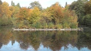 hamburg friedhof ohlsdorf herbstbilder [upl. by Ahsrat]