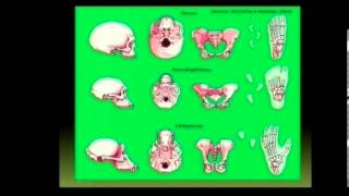 Matric Revision Life Sciences origins 513 bipedalism 34 anatomical differences 23 [upl. by Pat]