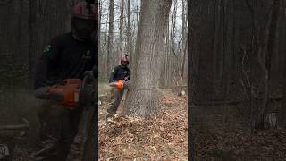 Dropping Red Oak Pole With Husqvarna 592 ￼XP treelife lumberjacks arborist arbortech husqvarna [upl. by Zenger]