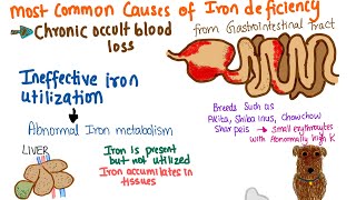 Anisocytosis  veterinary haematology [upl. by Llerrehc]