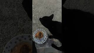 小黑豹🐆经常欺负小雪🐱，却把食物🍲让给老猫开心。真是欺软怕硬偷笑 [upl. by Erdnaed]