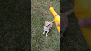 Dog Jumps Excitedly While Playing With Squeaky Chicken Toy  1527615 [upl. by Yenots545]