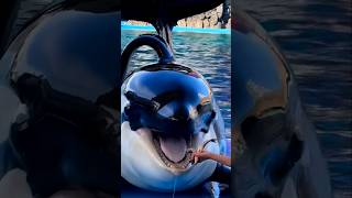 Why are killer whales fed ice and dead fish shorts [upl. by Gardie123]