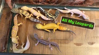 Leopard Geckos Roaming My Room [upl. by Atnima170]