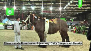 belgian draft horse national championship 2012 [upl. by Eelak]