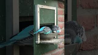 Parkieten geluiden – Parakeet sounds – Lovebird sounds – Budgerigar sounds – Aviary sounds [upl. by Marentic888]